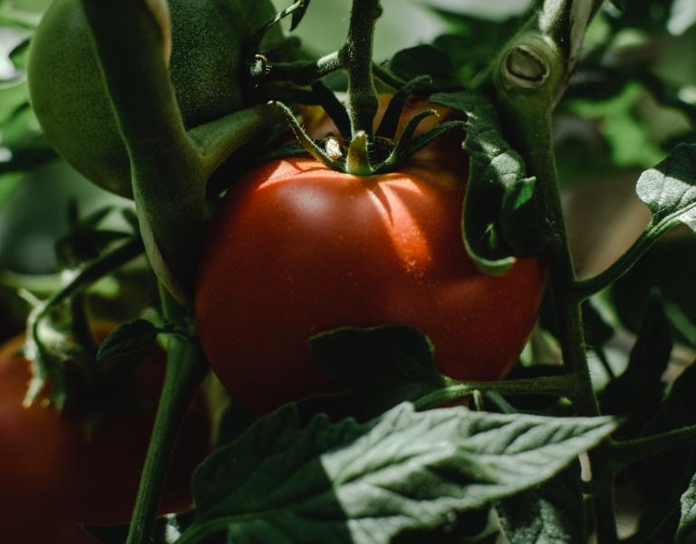 tomatenplant klein