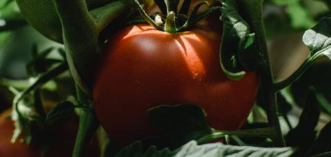 tomatenplant